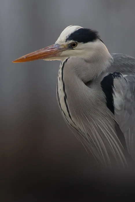Framed Print : Grey Heron (Ardea cinerea), Pusztaszer