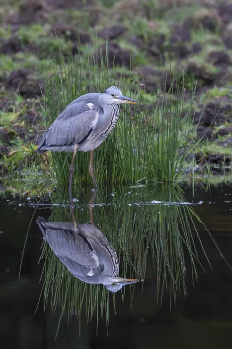 Framed Print : Grey heron (Ardea cinerea), with reflection in the water Framed Print : Grey heron (Ardea cinerea), with reflection in the water