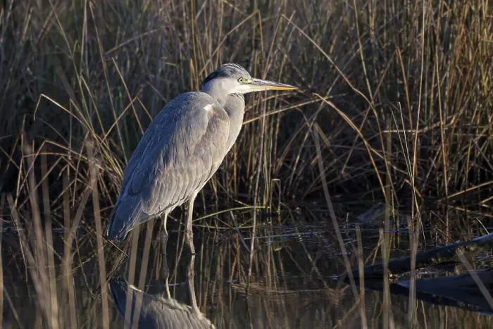 Framed Print : Grey heron (Ardea cinerea), resting