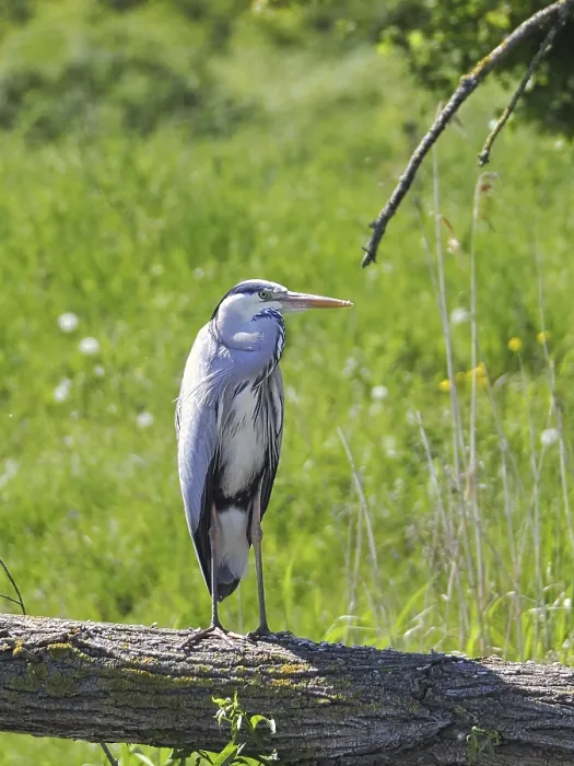 Framed Print : Grey heron (Ardea cinerea) in search of prey