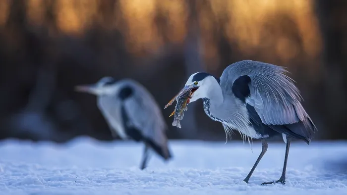 Framed Print : Grey heron (Ardea cinerea) sitting