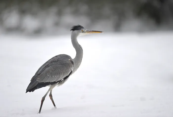 Framed Print : Grey Heron (Ardea cinerea) in the snow Framed Print : Grey Heron (Ardea cinerea) in the snow