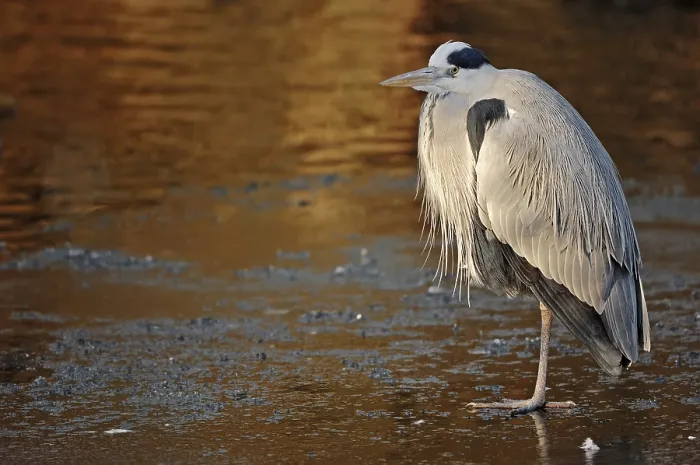 Framed Print : Grey Heron (Ardea cinerea) standing on ice in winter