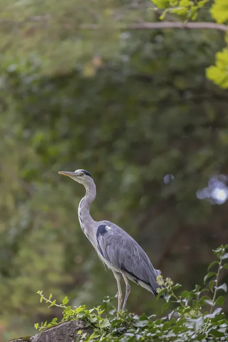 Framed Print : One Grey Heron, Ardea cinerea, standing on a rock Framed Print : One Grey Heron, Ardea cinerea, standing on a rock