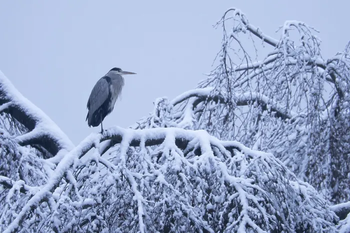 Framed Print : Grey heron (Ardea cinerea) standing on snow-covered branch