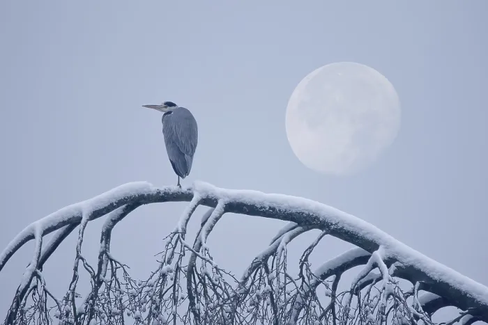 Framed Print : Grey heron (Ardea cinerea) standing on a snowy tree trunk during full moon