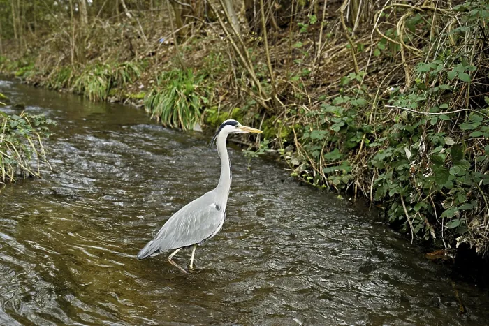 Framed Print : Grey heron (Ardea cinerea), standing in a stream