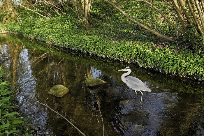 Framed Print : Grey heron (Ardea cinerea), standing in a stream Framed Print : Grey heron (Ardea cinerea), standing in a stream