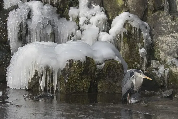 Framed Print : Grey heron (Ardea cinerea) standing in water in front of icy waterfall