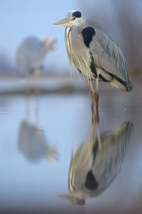 Framed Print : Grey Heron (Ardea cinerea), standing in water with reflection