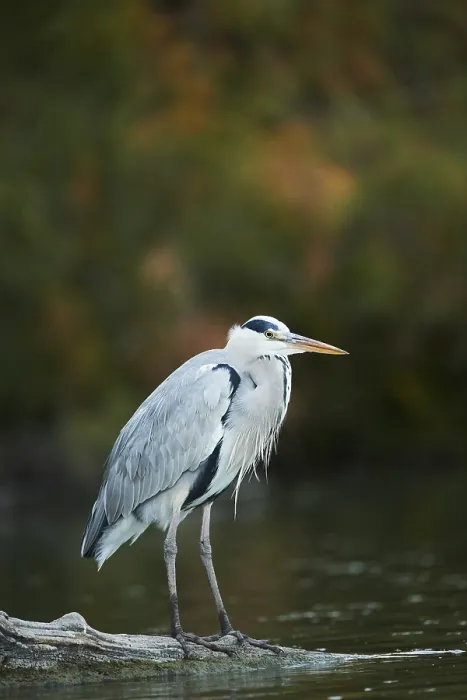 Framed Print : Grey heron (Ardea cinerea) standing on a wood beside the water