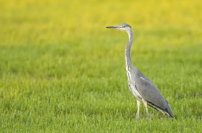 Framed Print : Grey heron (Ardea cinerea) stands in a meadow