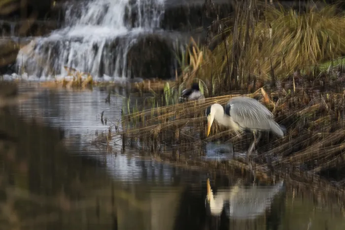 Framed Print : A grey heron (Ardea cinerea) stands on the riverbank next to a small waterfall