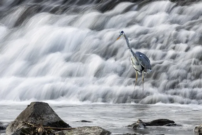 Framed Print : A grey heron (Ardea cinerea) stands next to rocks at the waterfall Framed Print : A grey heron (Ardea cinerea) stands next to rocks at the waterfall