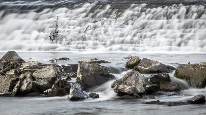 Framed Print : A grey heron (Ardea cinerea) stands at the waterfall in a rocky environment in the weir of Marburg an der Lahn in Hesse Framed Print : A grey heron (Ardea cinerea) stands at the waterfall in a rocky environment in the weir of Marburg an der Lahn in Hesse