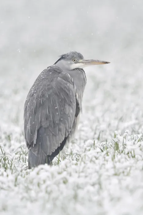 Framed Print : Grey heron (Ardea cinerea) stands in winter in heavy snowfall on a snow-covered meadow
