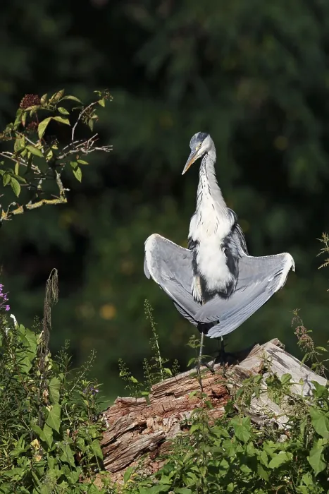 Framed Print : Grey heron (Ardea cinerea) sunbathing Framed Print : Grey heron (Ardea cinerea) sunbathing
