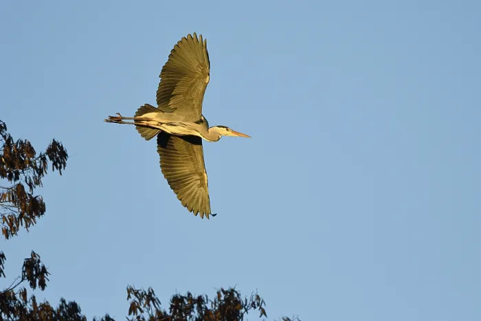 Framed Print : Grey heron (Ardea cinerea), taking off