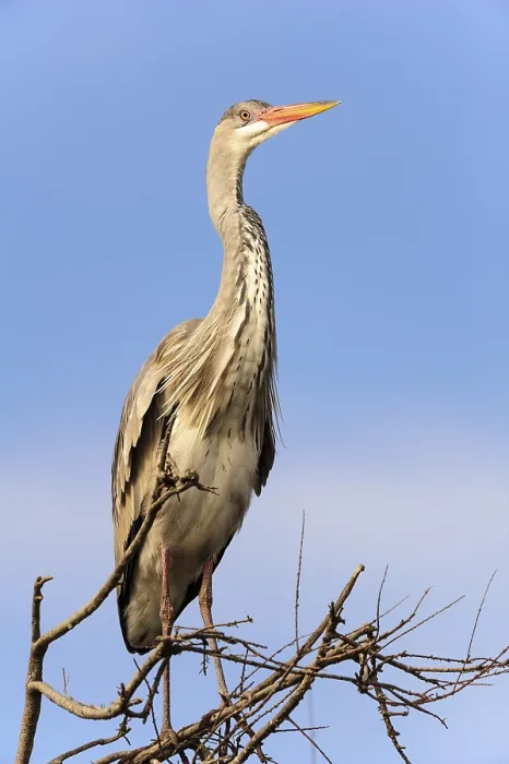 Framed Print : Grey Heron (Ardea cinerea) on tree