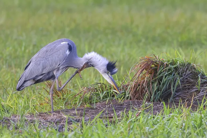 Framed Print : Grey heron (Ardea cinerea) Wildlife Framed Print : Grey heron (Ardea cinerea) Wildlife