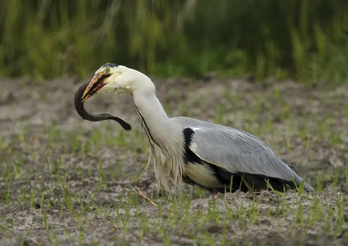 Framed Print : Grey heron, Ardea einerea, is an eel eating on the island of Texel Framed Print : Grey heron, Ardea einerea, is an eel eating on the island of Texel