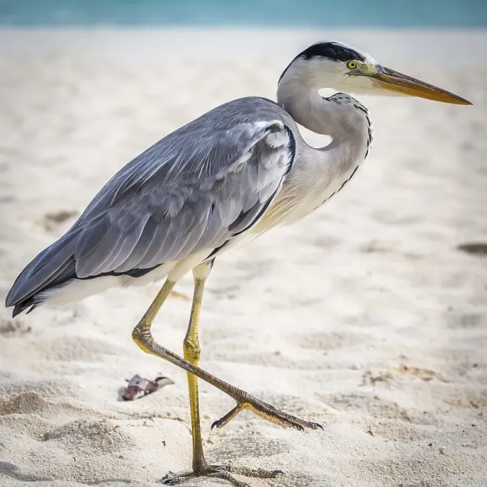 Framed Print : Grey Heron (Area cinerea) walking on the beach Framed Print : Grey Heron (Area cinerea) walking on the beach