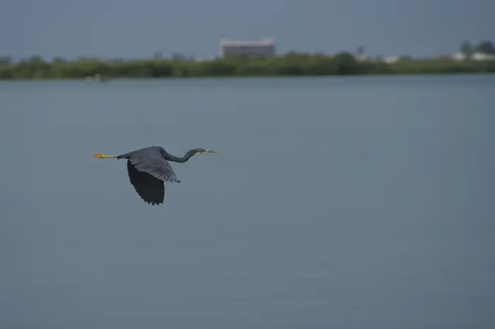Framed Print : Grey heron, dark morph (Egretta gularis)