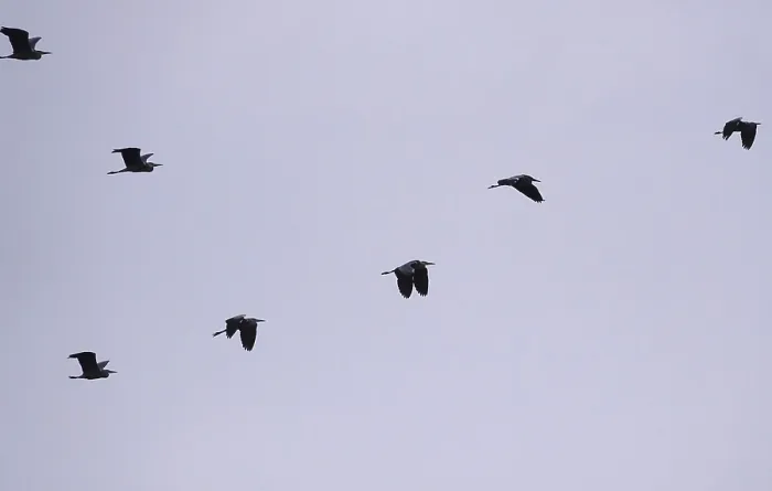 Framed Print : Grey heron flying, winter, Saxony, Germany