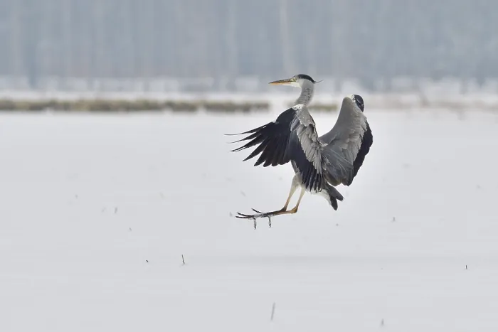 Framed Print : Grey heron in the snow looking for food