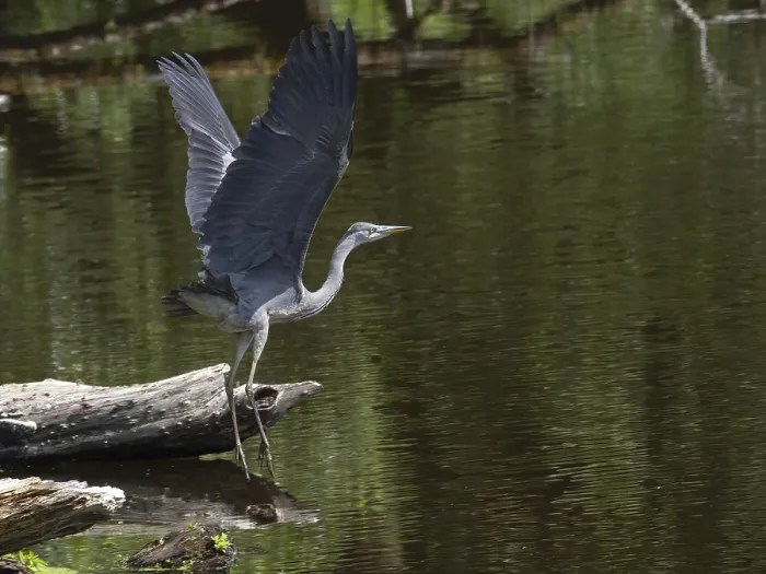 Framed Print : A grey heron taking off on the Saale