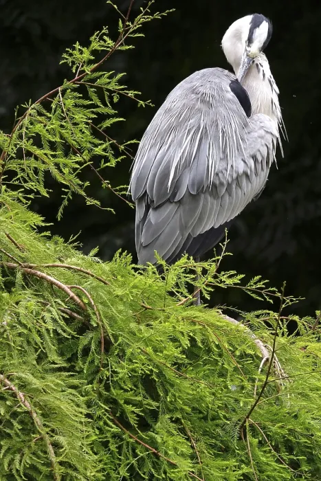 Framed Print : Grey heron on a tree, summer, Germany Framed Print : Grey heron on a tree, summer, Germany
