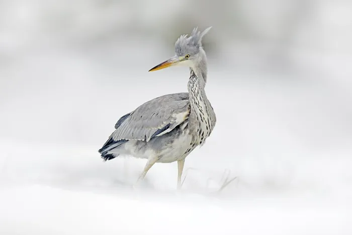 Framed Print : Grey Heron in white snow, wind during cold winter