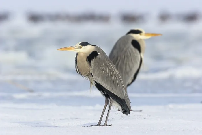 Framed Print : Two grey herons (Ardea cinerea) Framed Print : Two grey herons (Ardea cinerea)