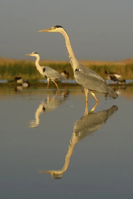 Framed Print : Grey Herons (Ardea cinerea), two adults foraging for food in the morning light