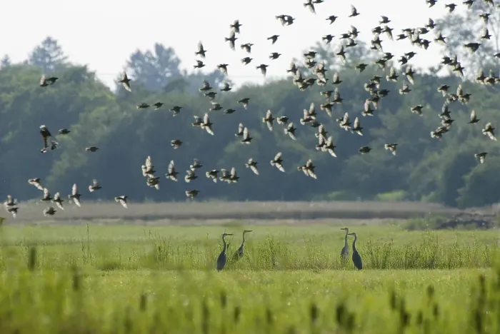 Framed Print : Four Grey Herons (Ardea cinerea) standing face-to-face on a grassy meadow