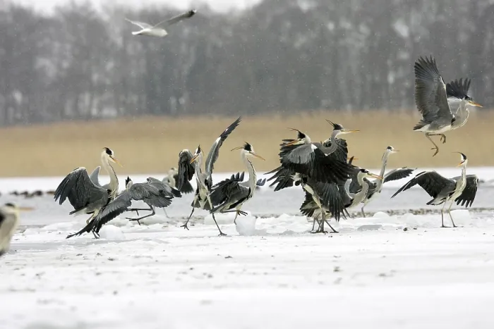 Framed Print : Grey Herons (Ardea cinerea) in winter on ice Framed Print : Grey Herons (Ardea cinerea) in winter on ice