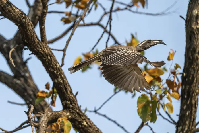Framed Print : Grey Hornbill (Lophoceros nasutus)