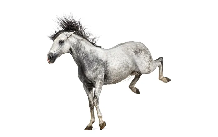 Framed Print : Grey horse kicking up playfully with flowing mane and tail