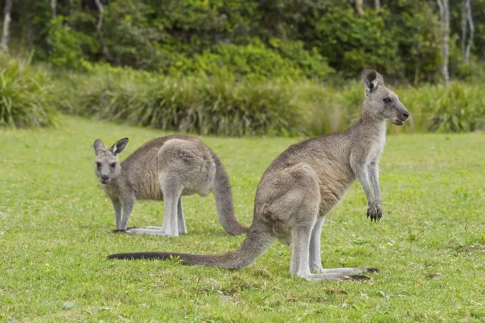 Framed Print : Grey Kangaroo (Macropus giganteus) Framed Print : Grey Kangaroo (Macropus giganteus)