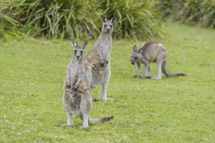 Framed Print : Grey Kangaroo (Macropus giganteus) Framed Print : Grey Kangaroo (Macropus giganteus)