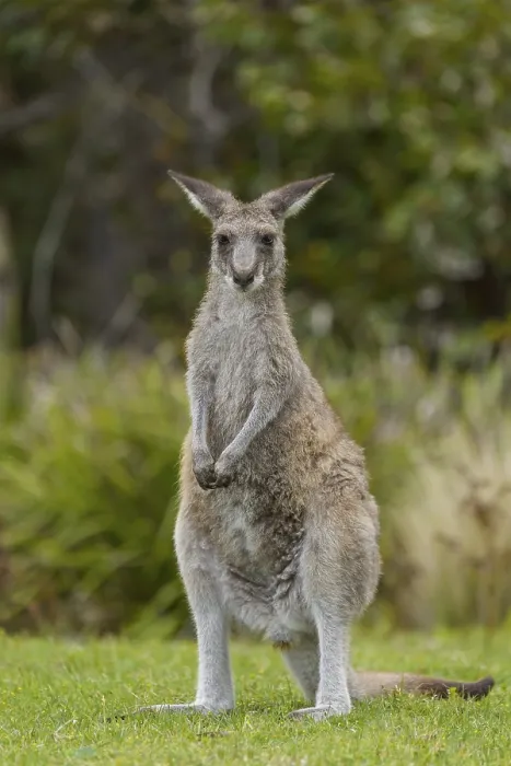 Framed Print : Grey Kangaroo (Macropus giganteus) Framed Print : Grey Kangaroo (Macropus giganteus)