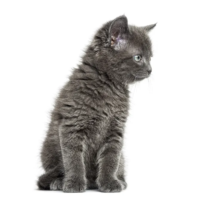 Framed Print : Grey kitten British Shorthair sitting Framed Print : Grey kitten British Shorthair sitting