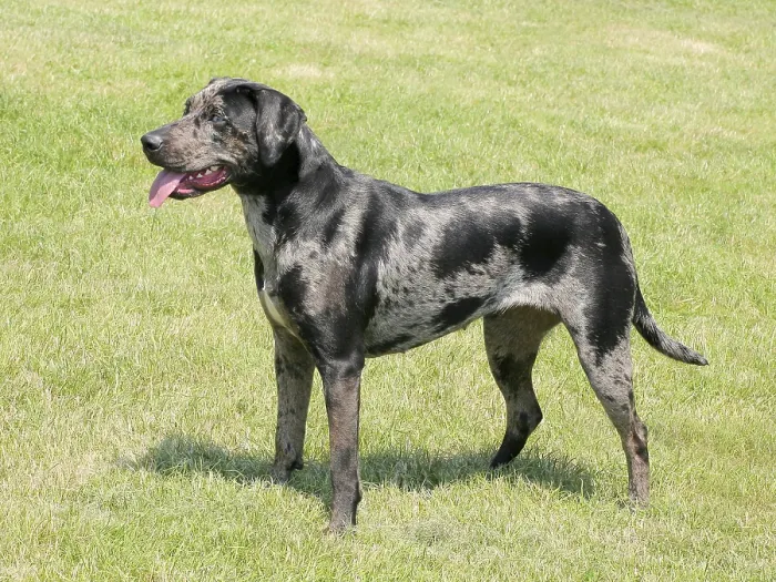 Framed Print : The grey Louisiana Catahoula dog
