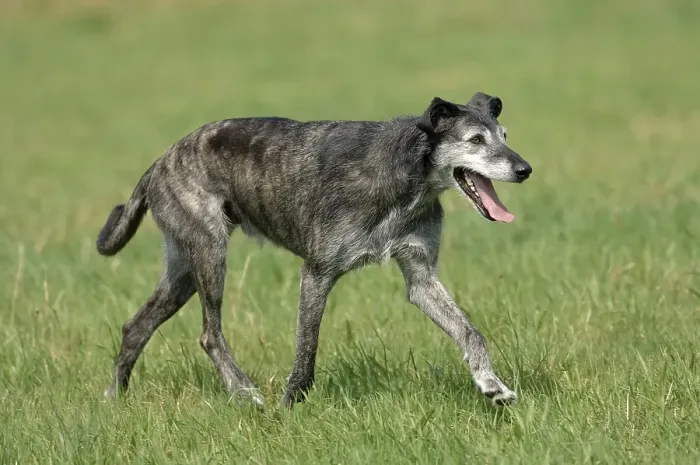 Framed Print : Grey mixed-breed, slim dog trotting