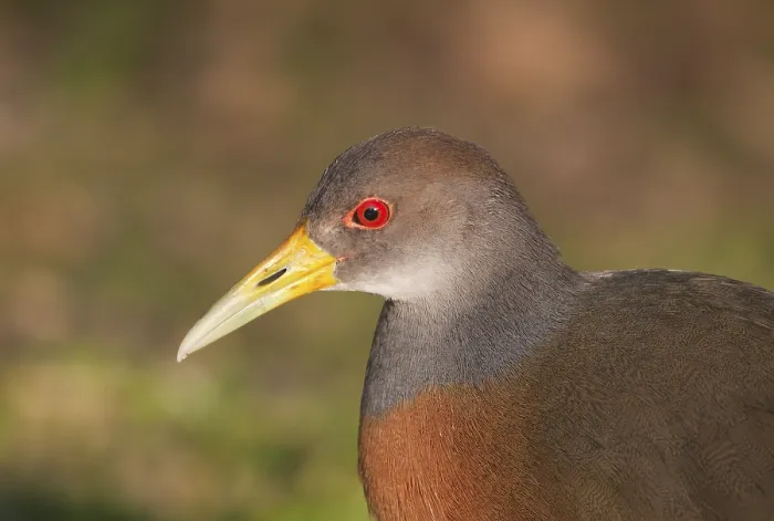 Framed Print : Grey-necked Wood Rail (Aramides cajaneus)