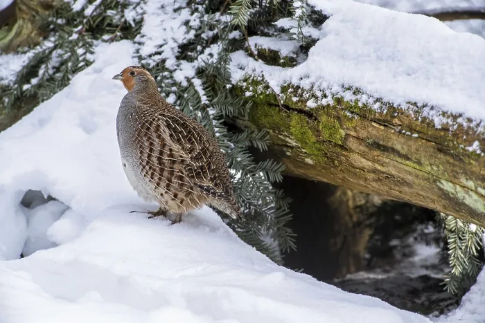 Framed Print : Grey partridge, English partridge (Perdix perdix)