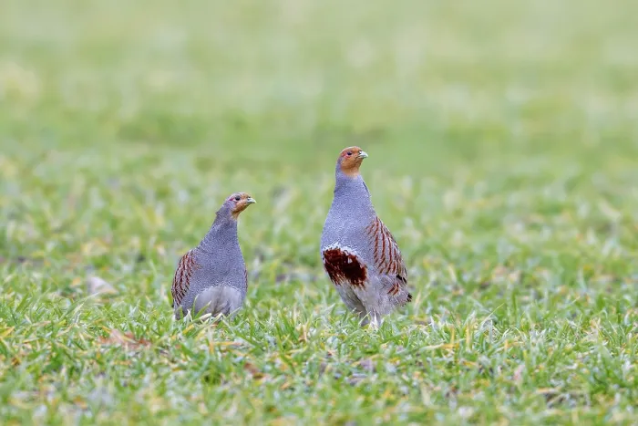 Framed Print : Grey partridge pair, English partridges