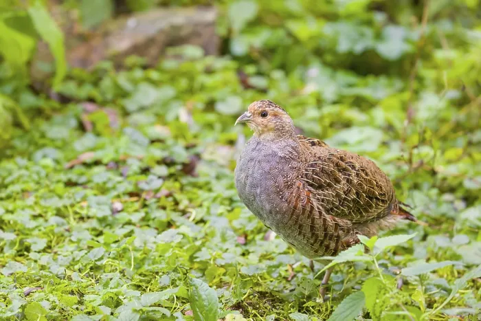 Framed Print : A grey partridge (Perdix perdix) Framed Print : A grey partridge (Perdix perdix)