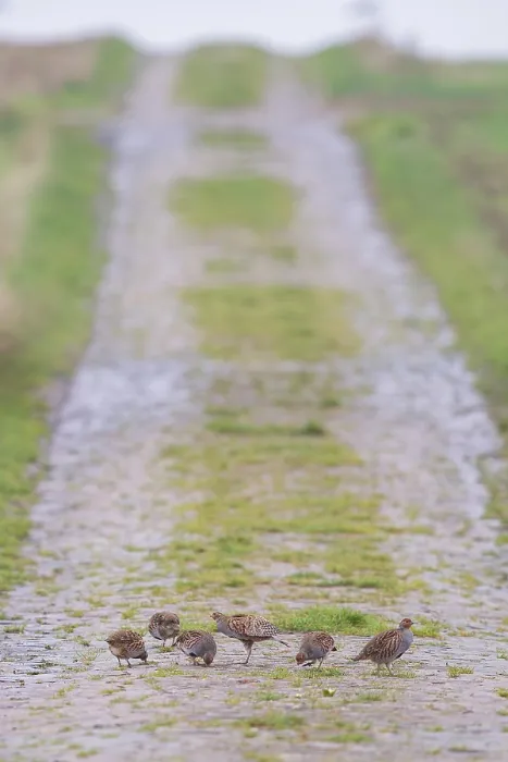 Framed Print : Grey partridge (Perdix perdix)