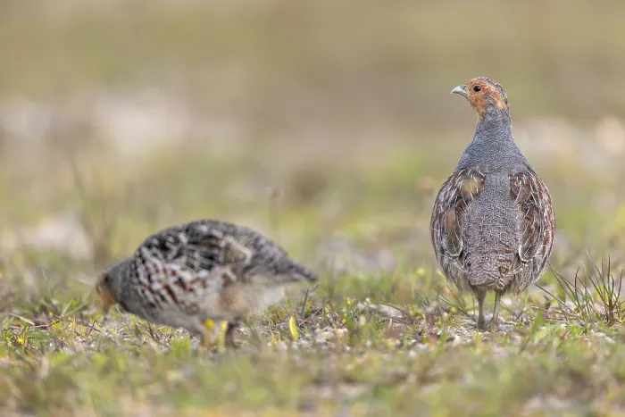Framed Print : While the grey partridge (Perdix perdix) cock often stays put and keeps watch